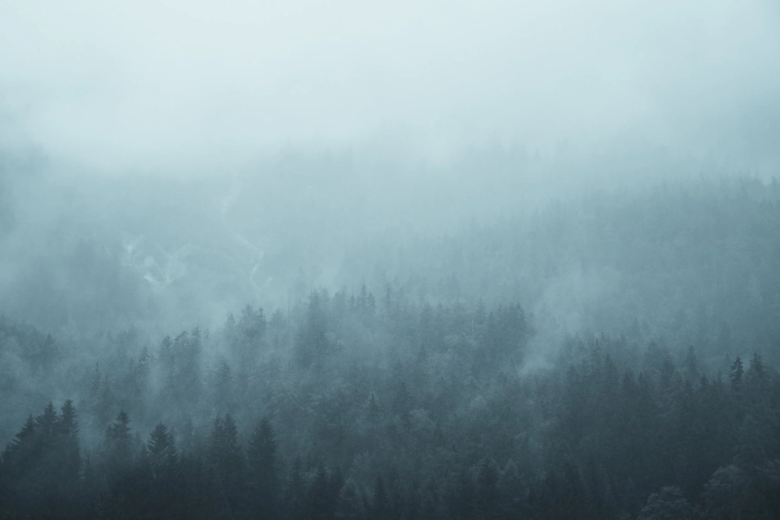A foggy forest with tall pine trees, layered in mist, creating a serene, mysterious atmosphere.