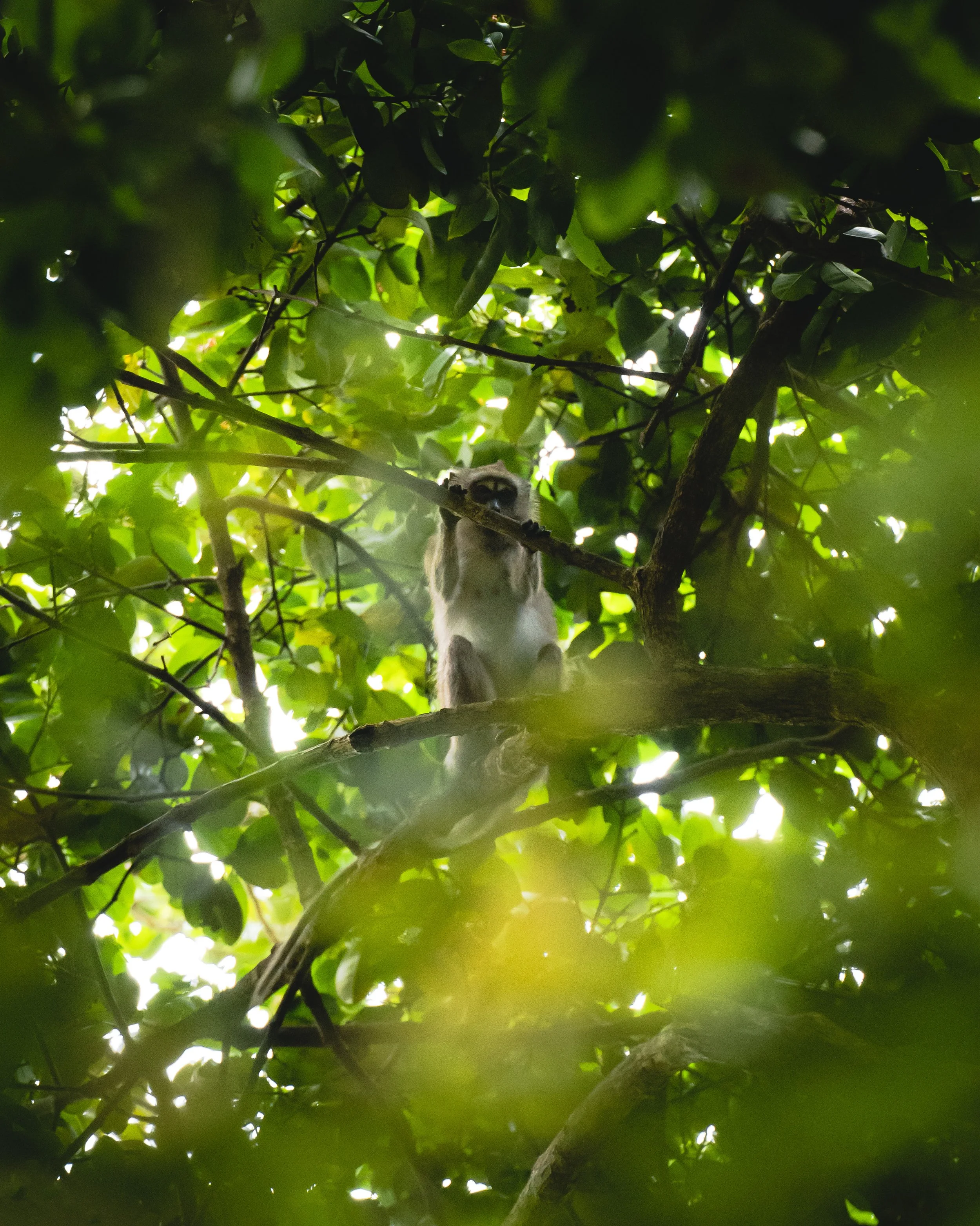 A small lemur with grey fur and a white face perched on a tree branch, surrounded by green leaves, looking downward.