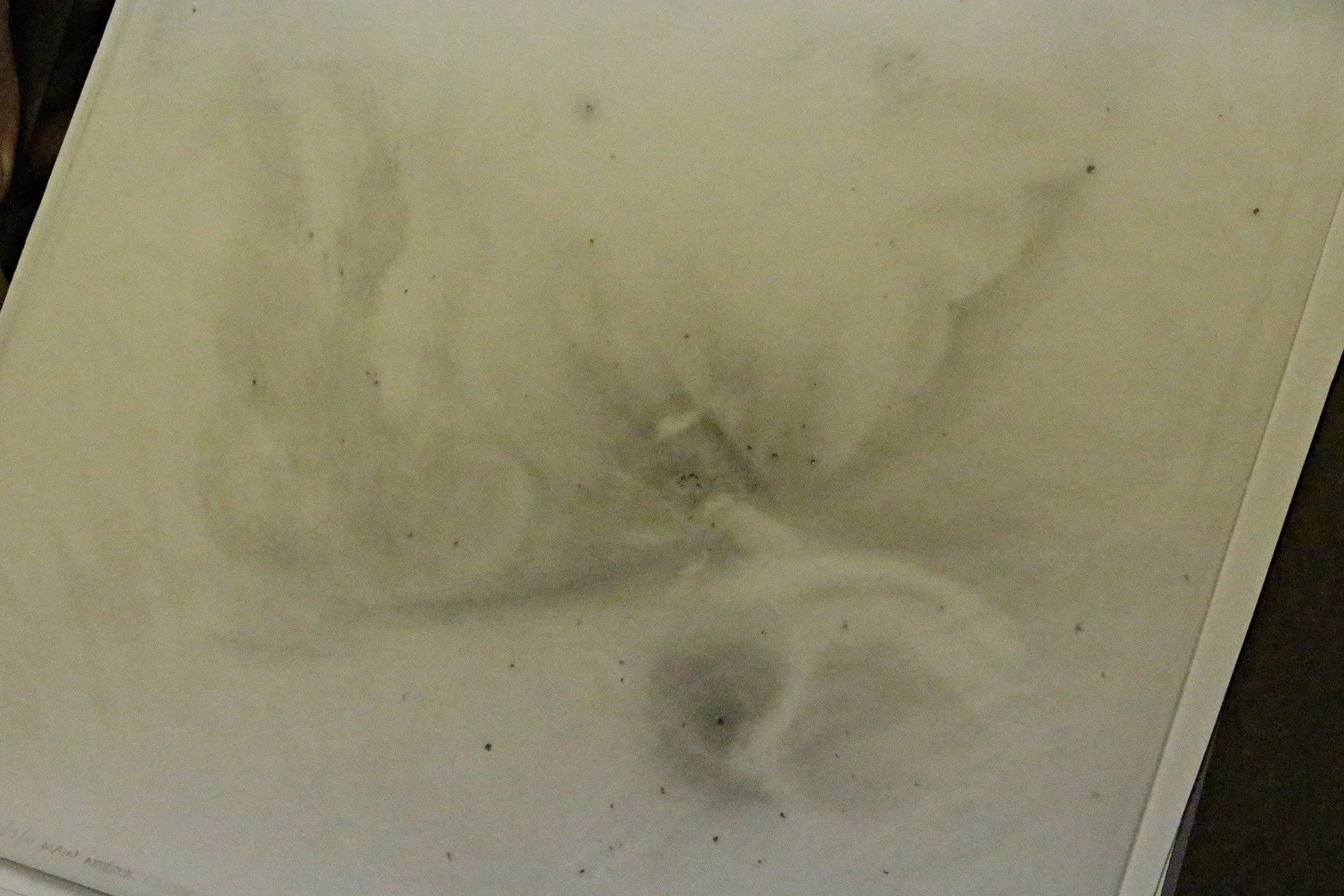Howard Banich preliminary drawing of Orion Nebula.jpg