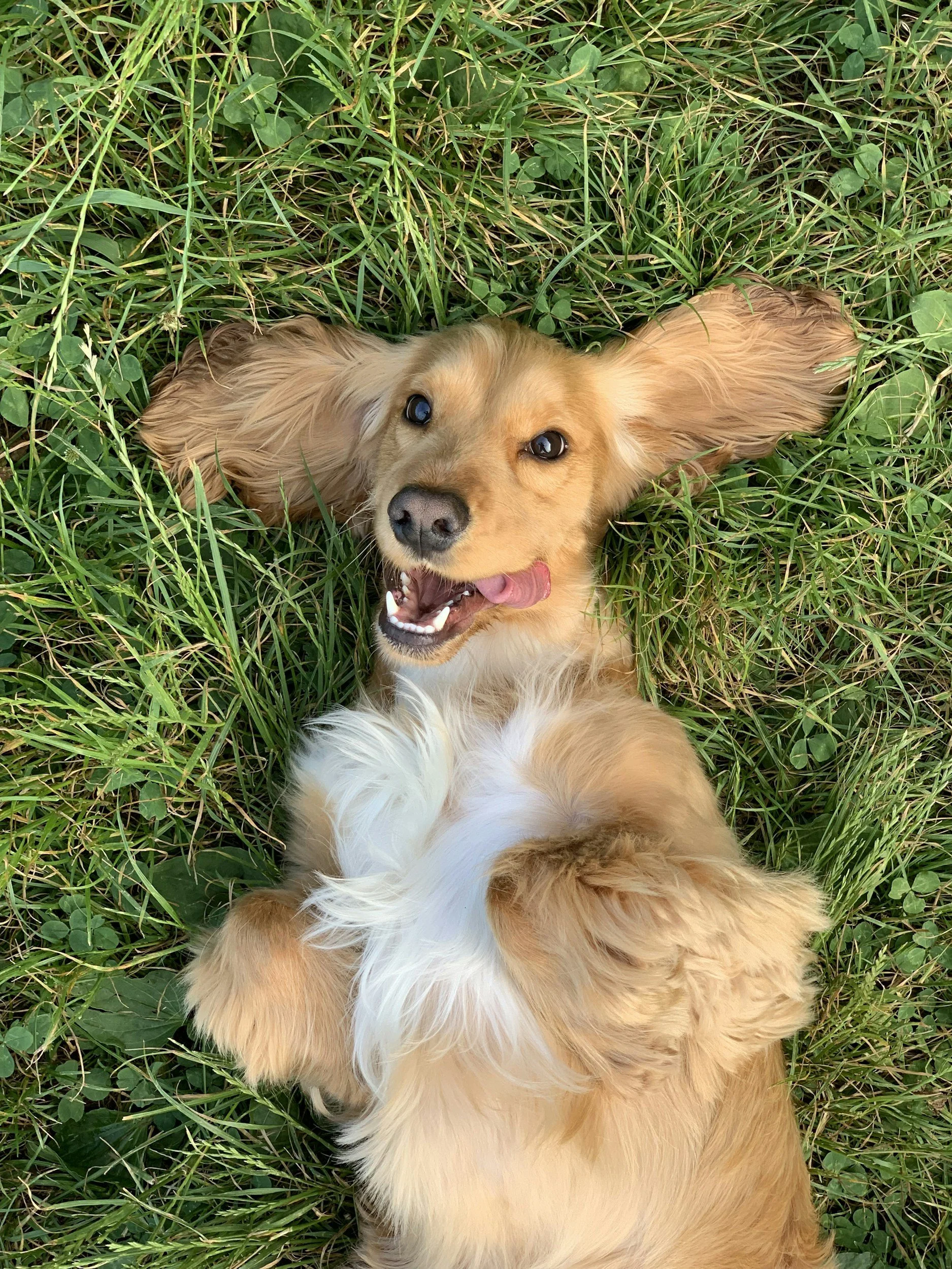 Golden retriever puppy lying on its back in green grass, looking up with tongue out and mouth open.