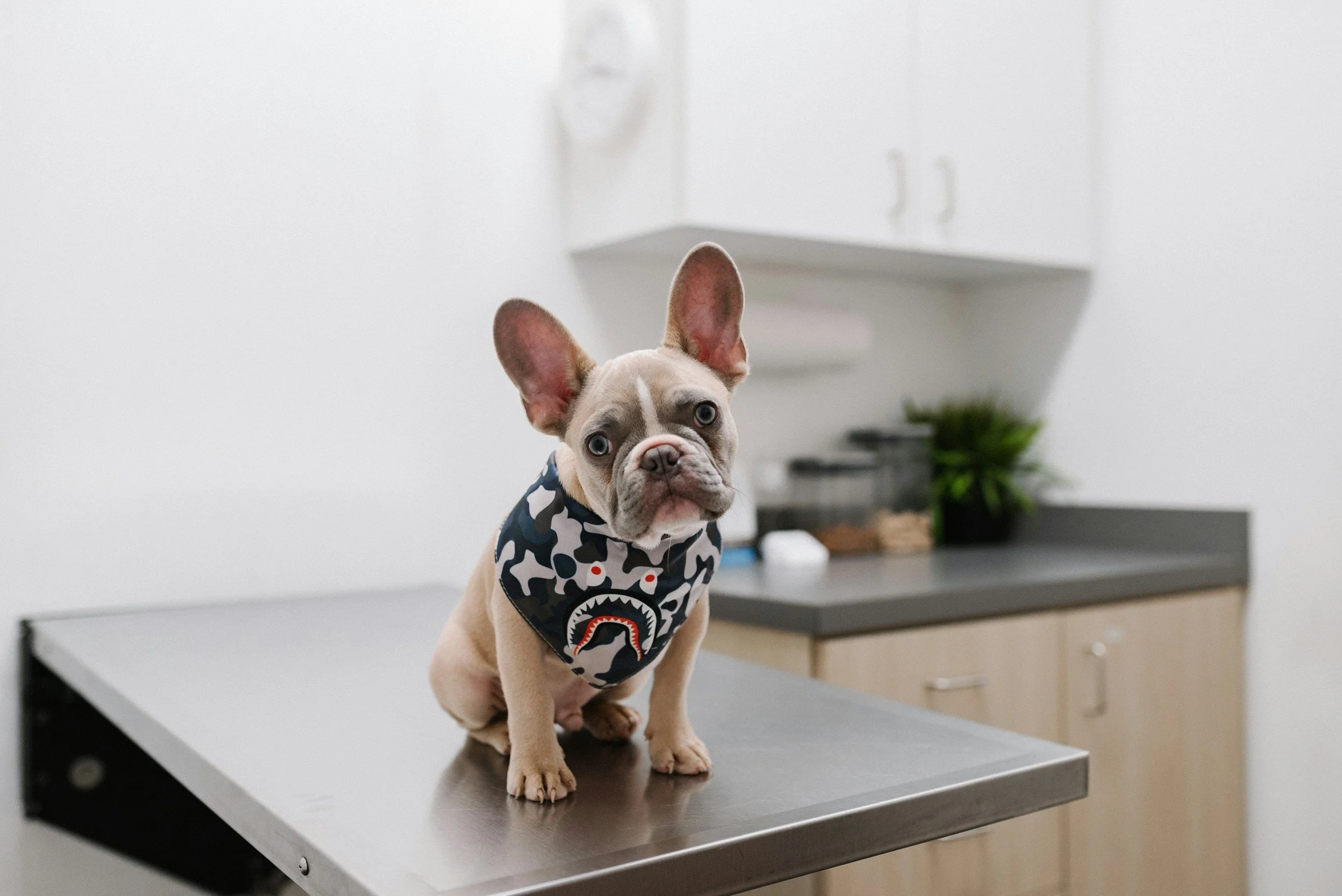 A French Bulldog puppy with a tan coat and white markings, sitting on a stainless steel examination table at the veterinary office. The puppy is wearing a blue camouflage bandana with a shark face logo, and has one ear upright and the other slightly flopped. The background shows a white cabinet and some veterinary supplies.