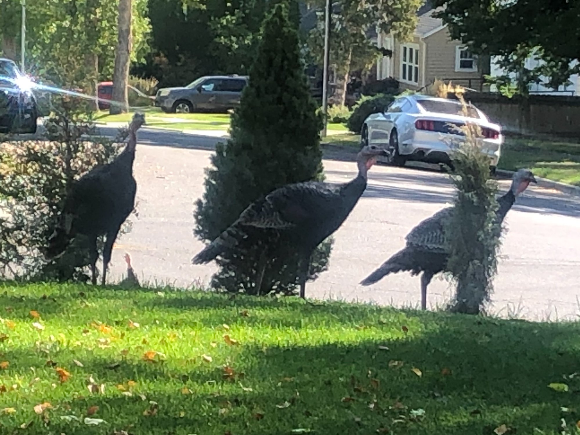 turkeys.jpg