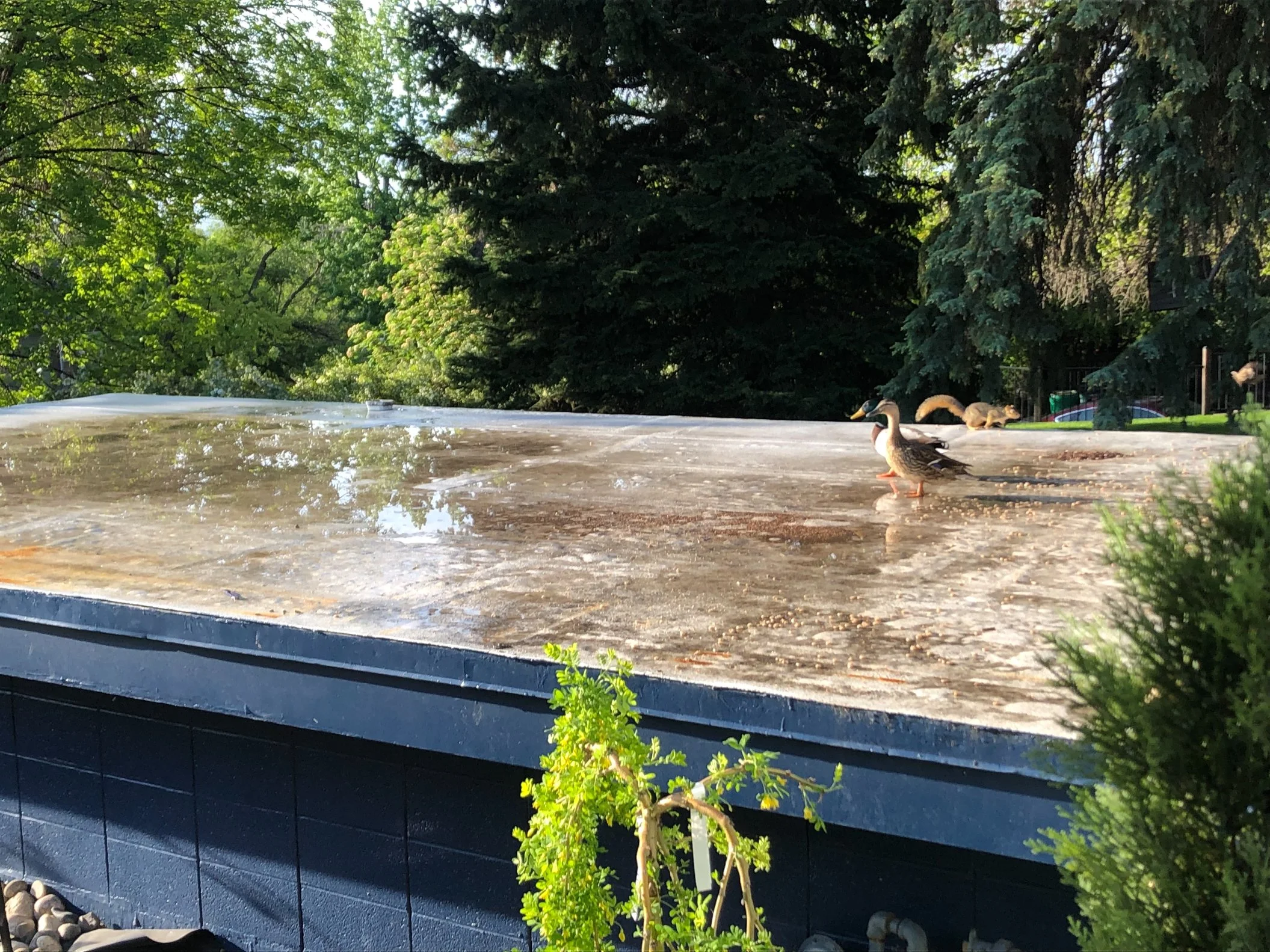 duckiesonroof.jpg