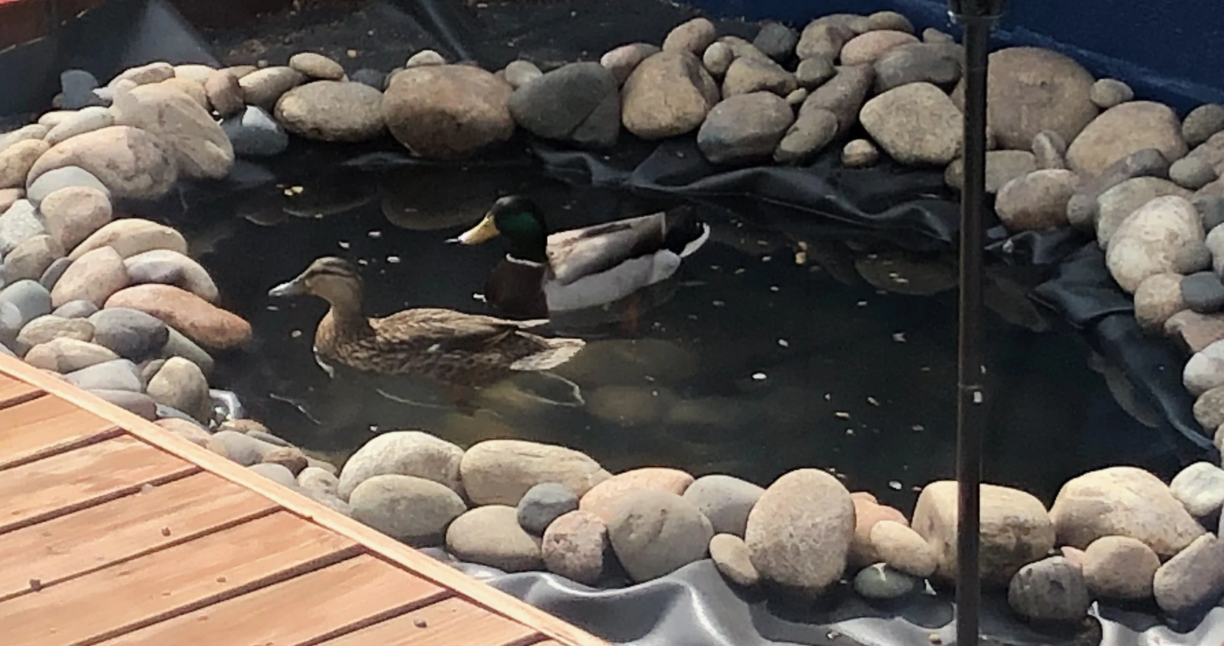 duckiesinwater2.jpg