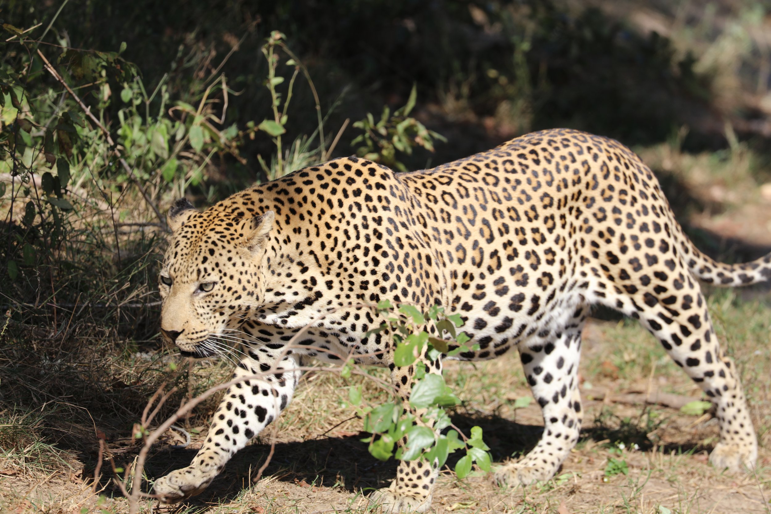 Leopards 101 and How to Spot them