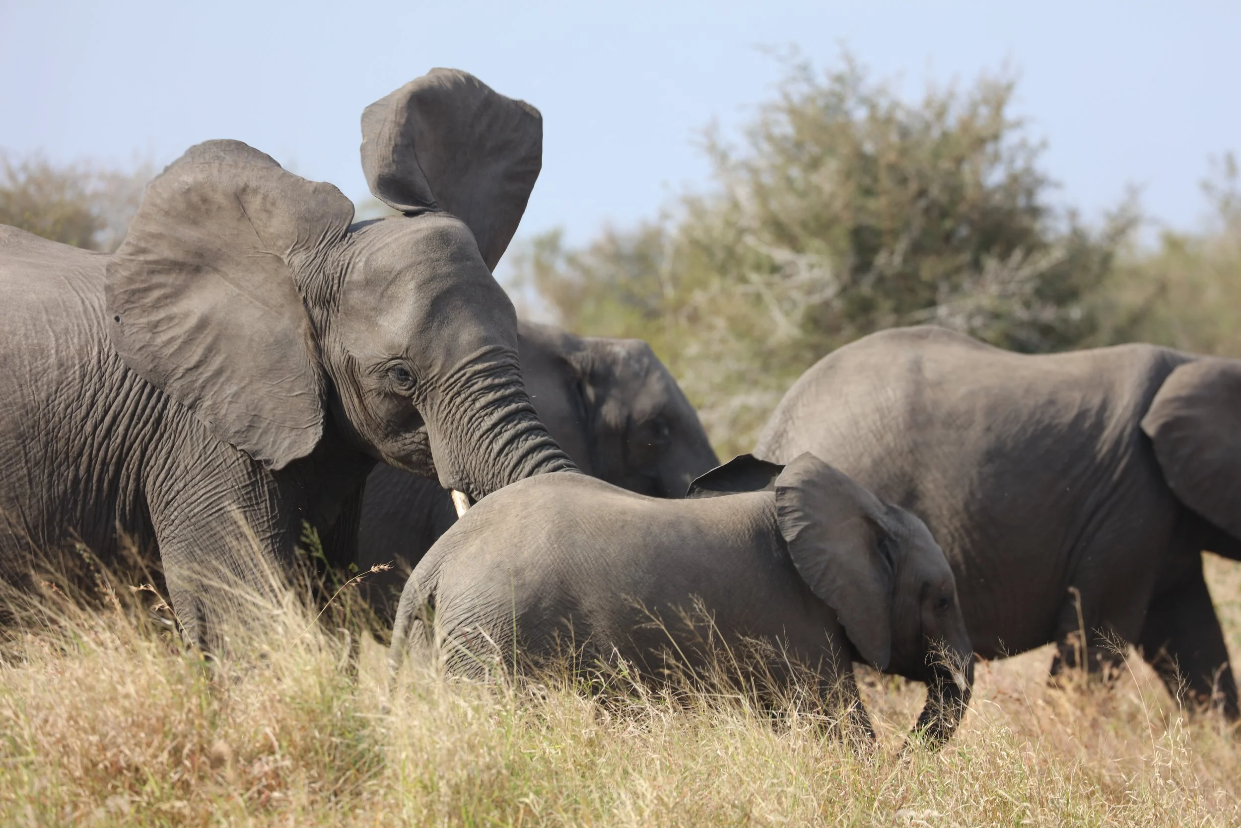 How to not get Killed by an Elephant in the Kruger National Park