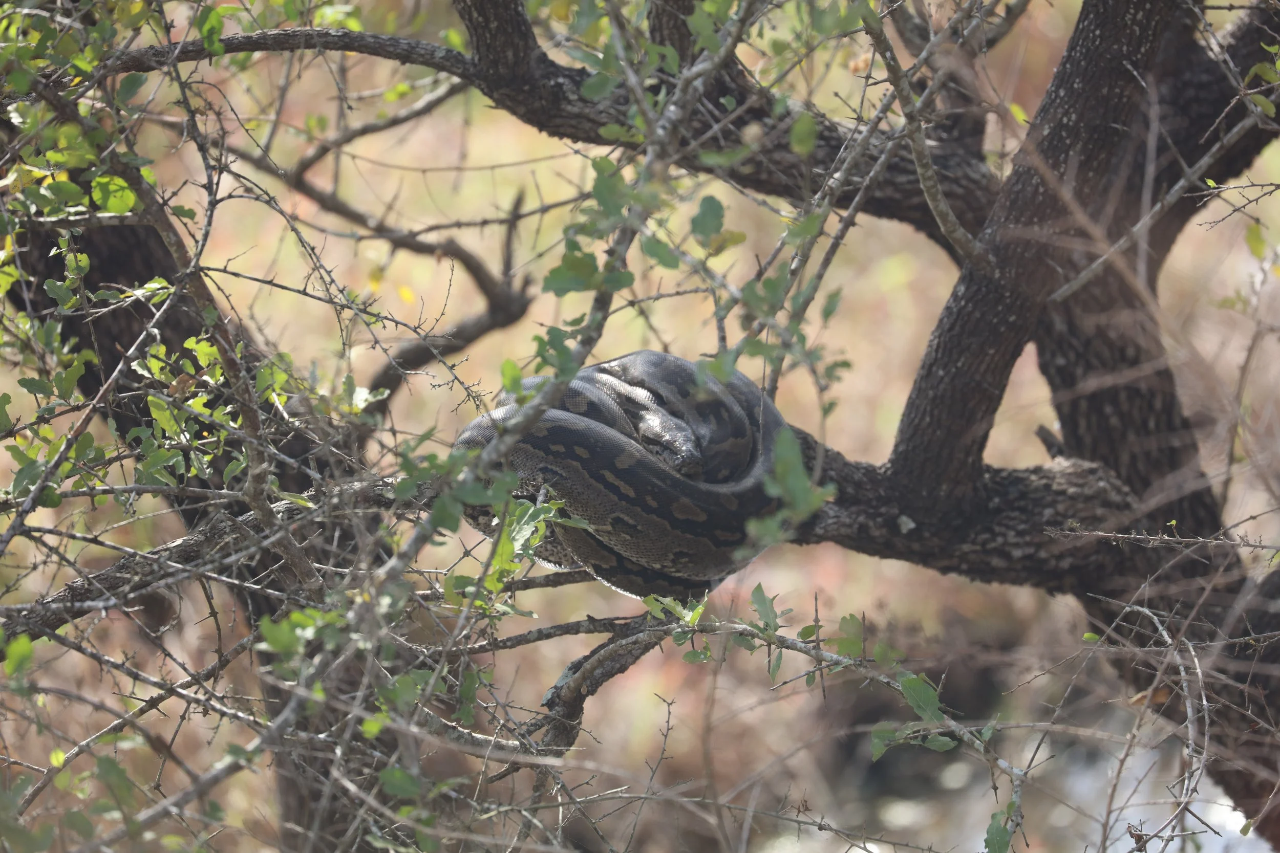 How to Spot Snakes in Kruger
