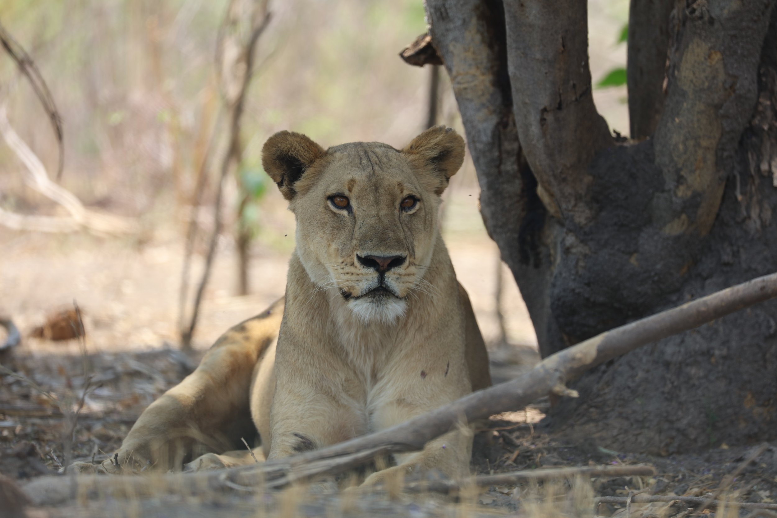 10 words you need to know before visiting the Kruger National Park