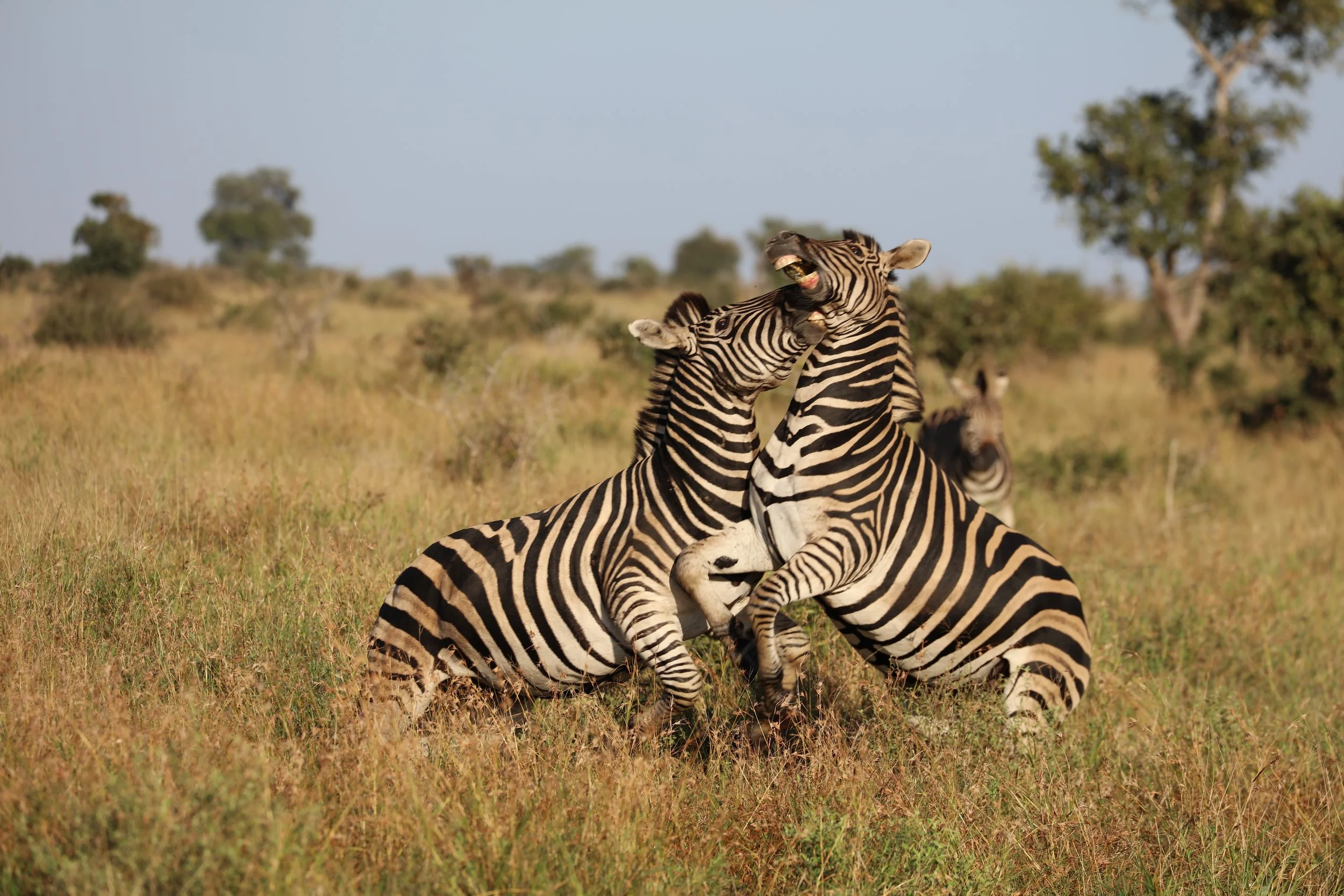 Kruger Safari Planning Consultation & Itinerary