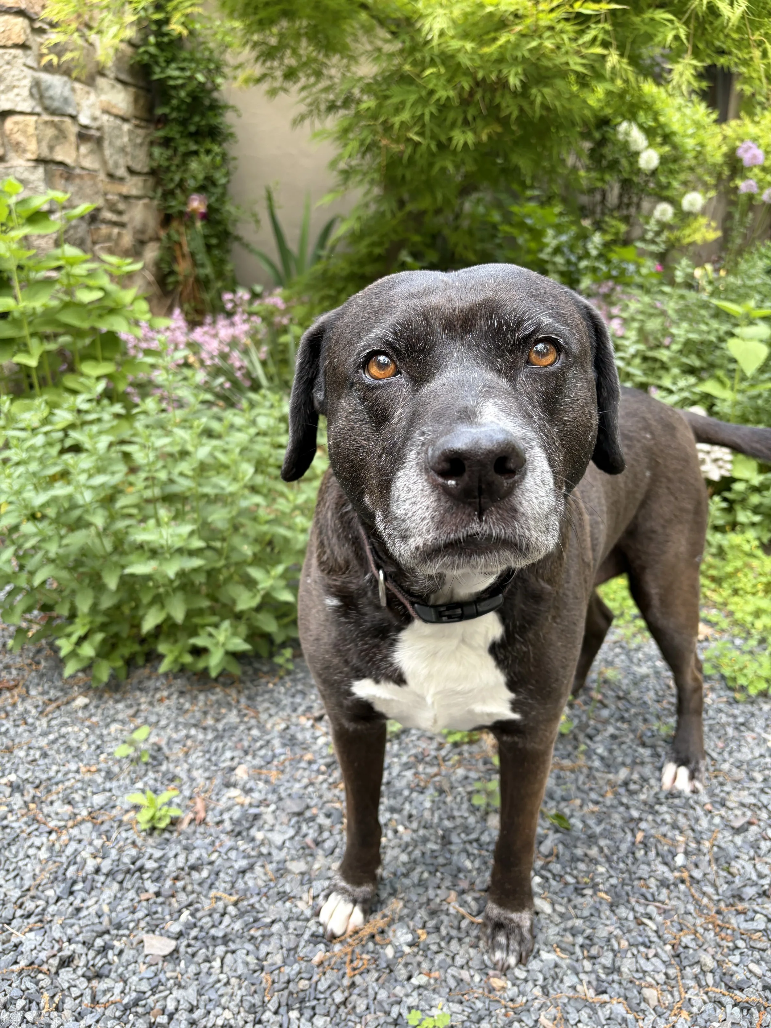 A black and white dog with amber eyes standing outdoors on gravel, with greenery, flowers, and a stone wall in the background.