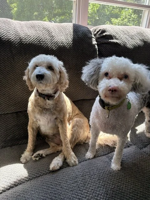 Two dogs sitting on a gray couch with a window showing green trees in the background.