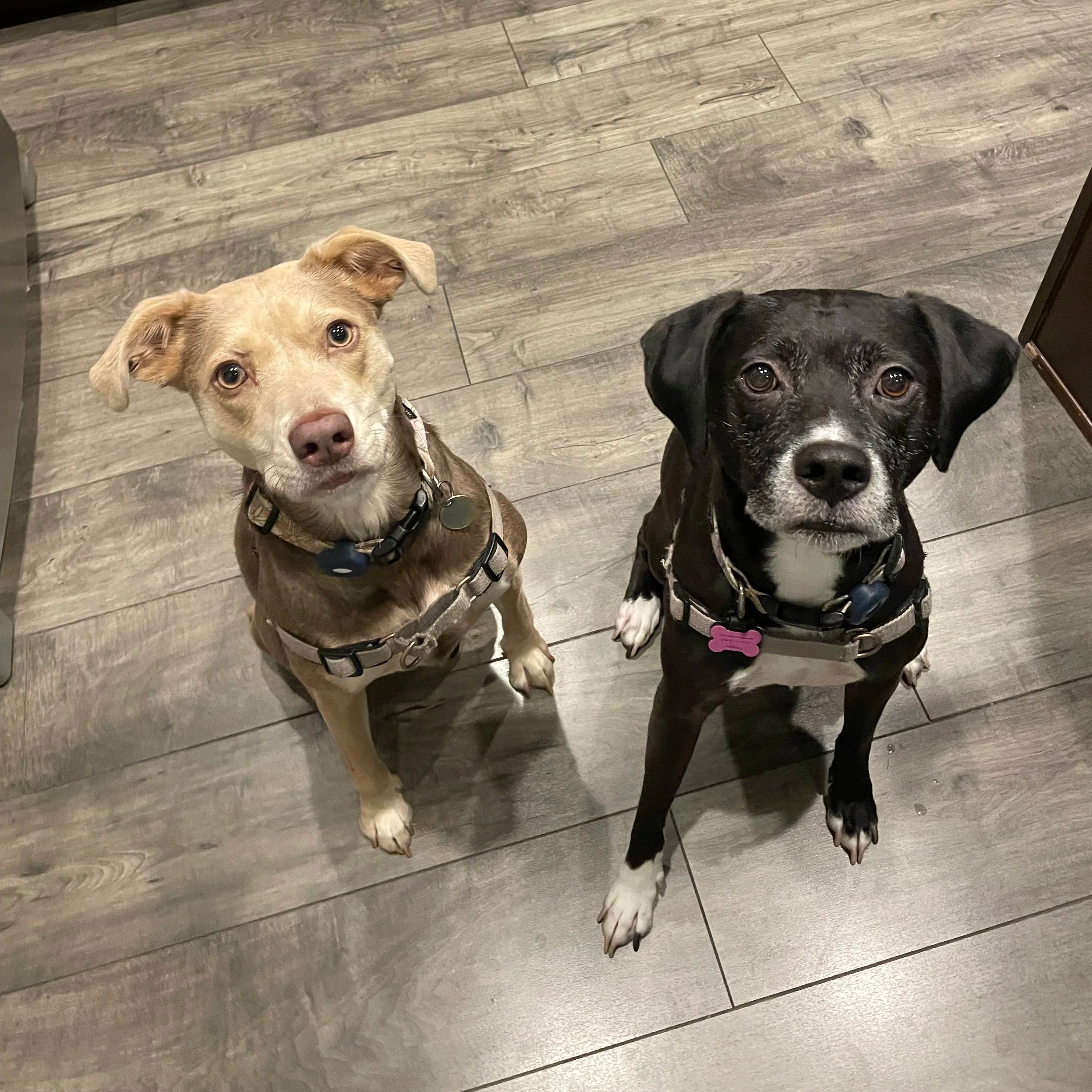 Two dogs looking up at the camera, standing on a wooden floor, one tan and one black and white.