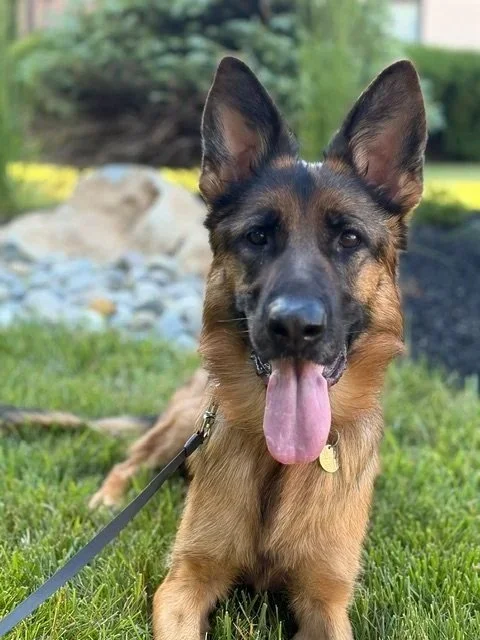 A German Shepherd dog lying on green grass with its tongue out, outdoors in a park or garden setting.