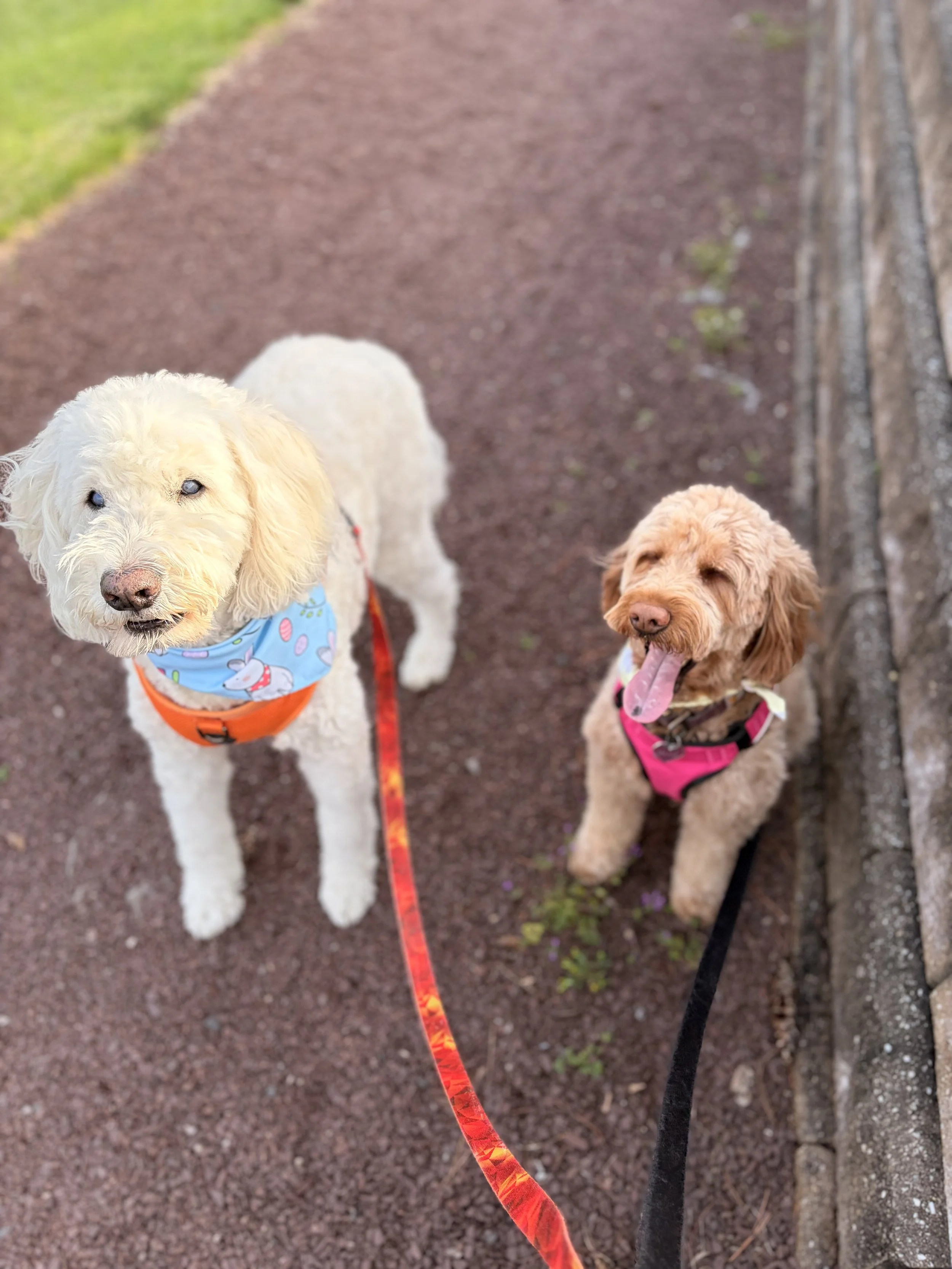Two dogs walking on a gravel path next to a grassy area and stone wall, one cream-colored with a blue bandana and orange harness, the other brown with a pink harness, both on leashes.