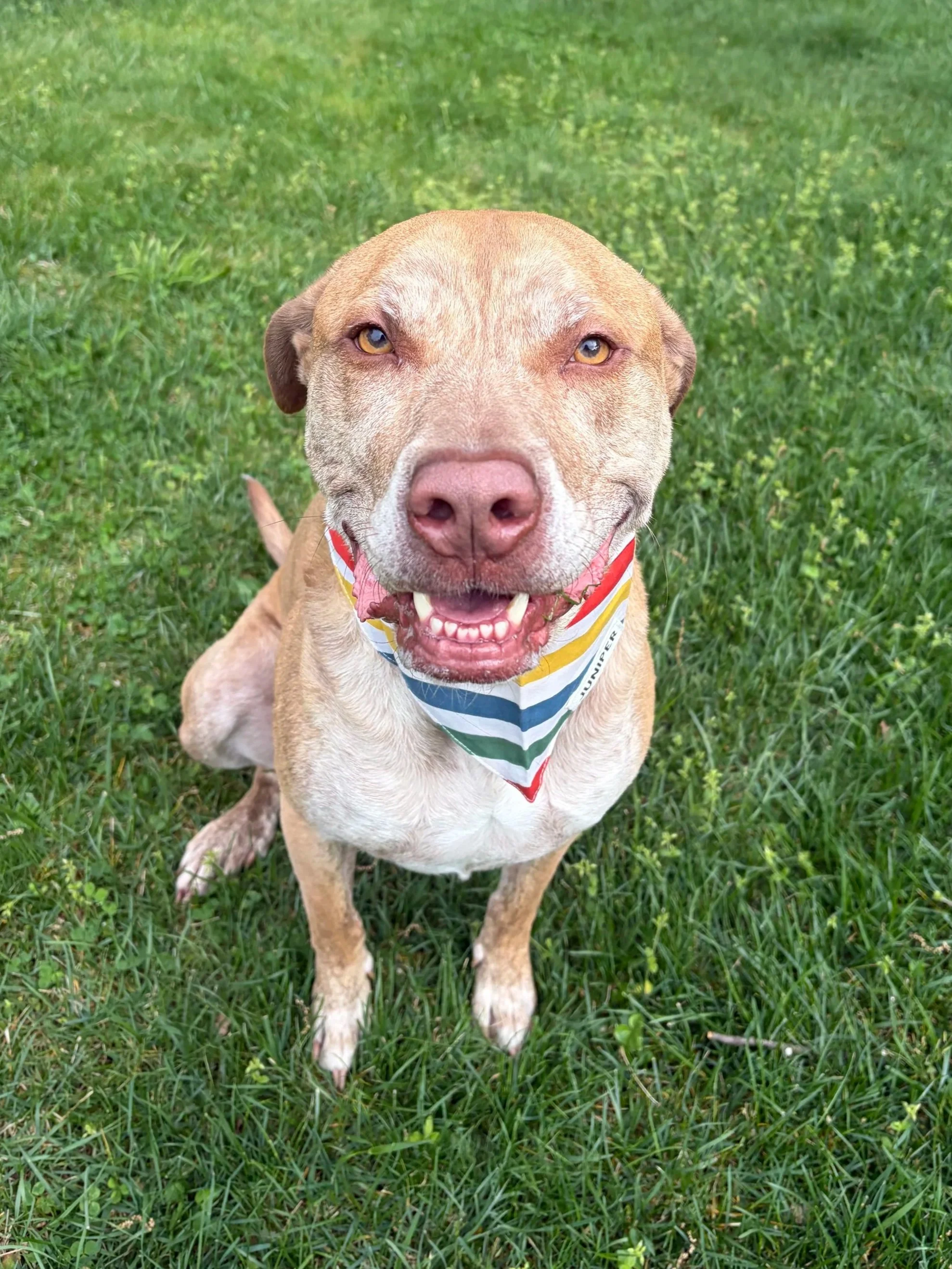 A happy tan dog with a white snout and bright yellow eyes, sitting on green grass and wearing a colorful striped bandana.