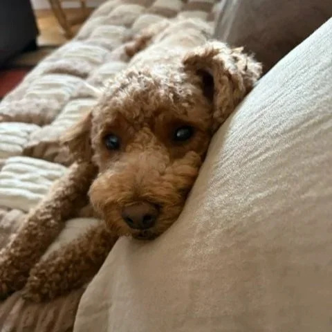 A small light brown curly-haired dog resting its head on a beige couch cushion.