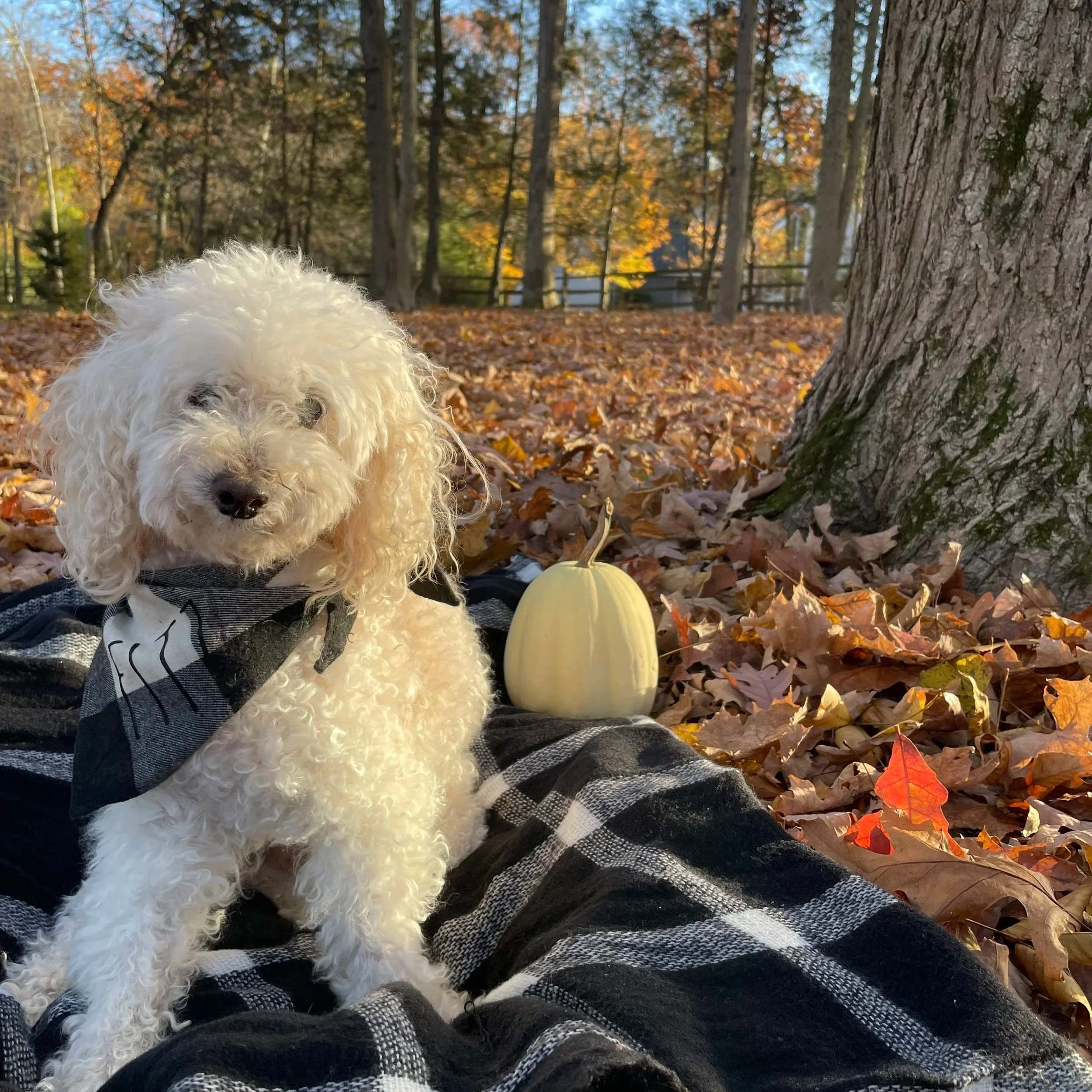 A white fluffy dog sitting on a person's lap outdoors in a wooded area with fallen autumn leaves, a white pumpkin, and trees in the background.