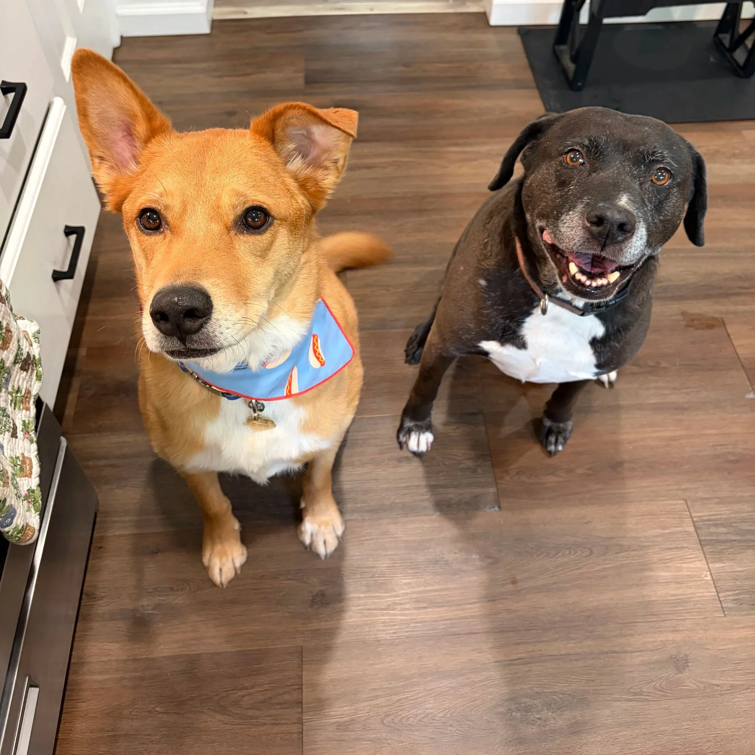 Ellie+and+Lando.jpg