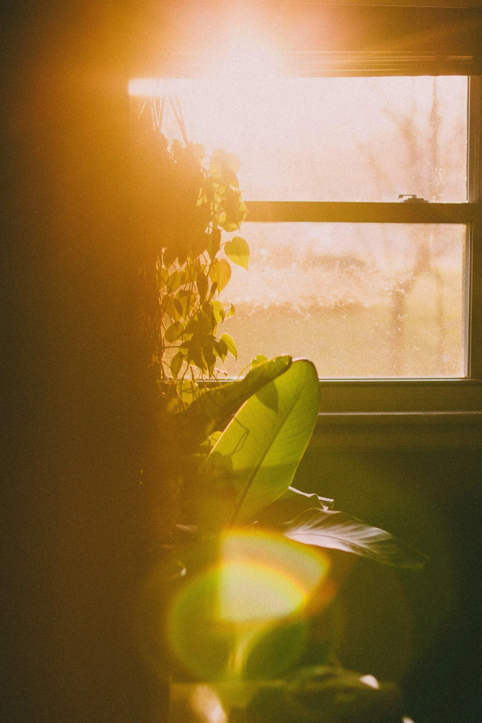Sunlight filtering through window blinds onto a green plant, creating a calming space that evokes growth, renewal, and comfort.