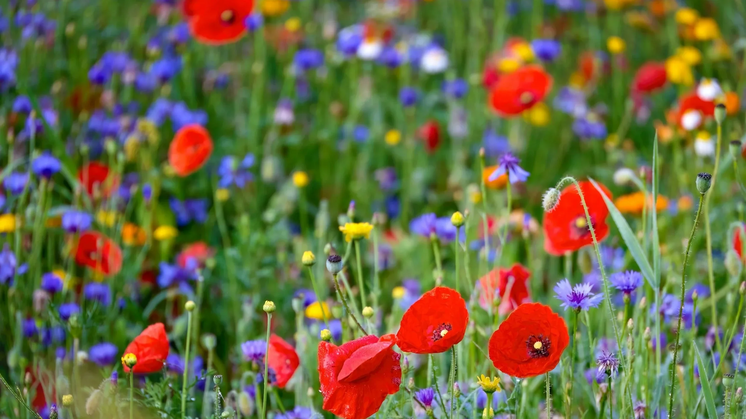 A colorful field of wildflowers, including red poppies, purple cornflowers, and yellow flowers, in a natural setting.