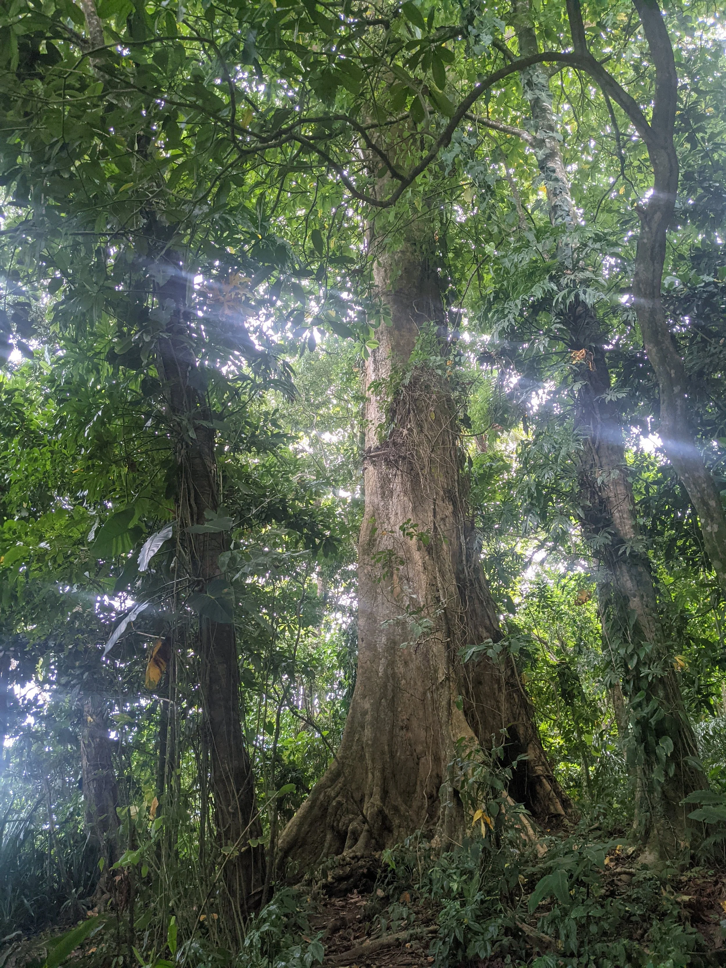 Sunlight filtering through tall trees and green vines in a peaceful forest.