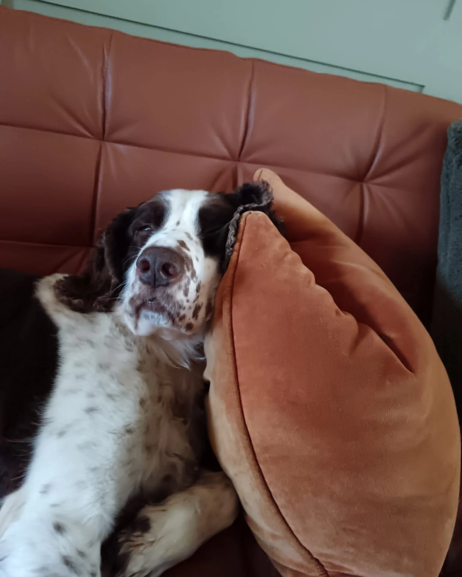 😴 Is your dog getting enough sleep?

Sleep isn't just downtime &ndash; it's essential for your dog's physical and mental wellbeing.

On average:
🐶 Puppies can sleep 18&ndash;20 hours a day.
🐾 Adult dogs typically need 12&ndash;14 hours.
🐕 Senior 