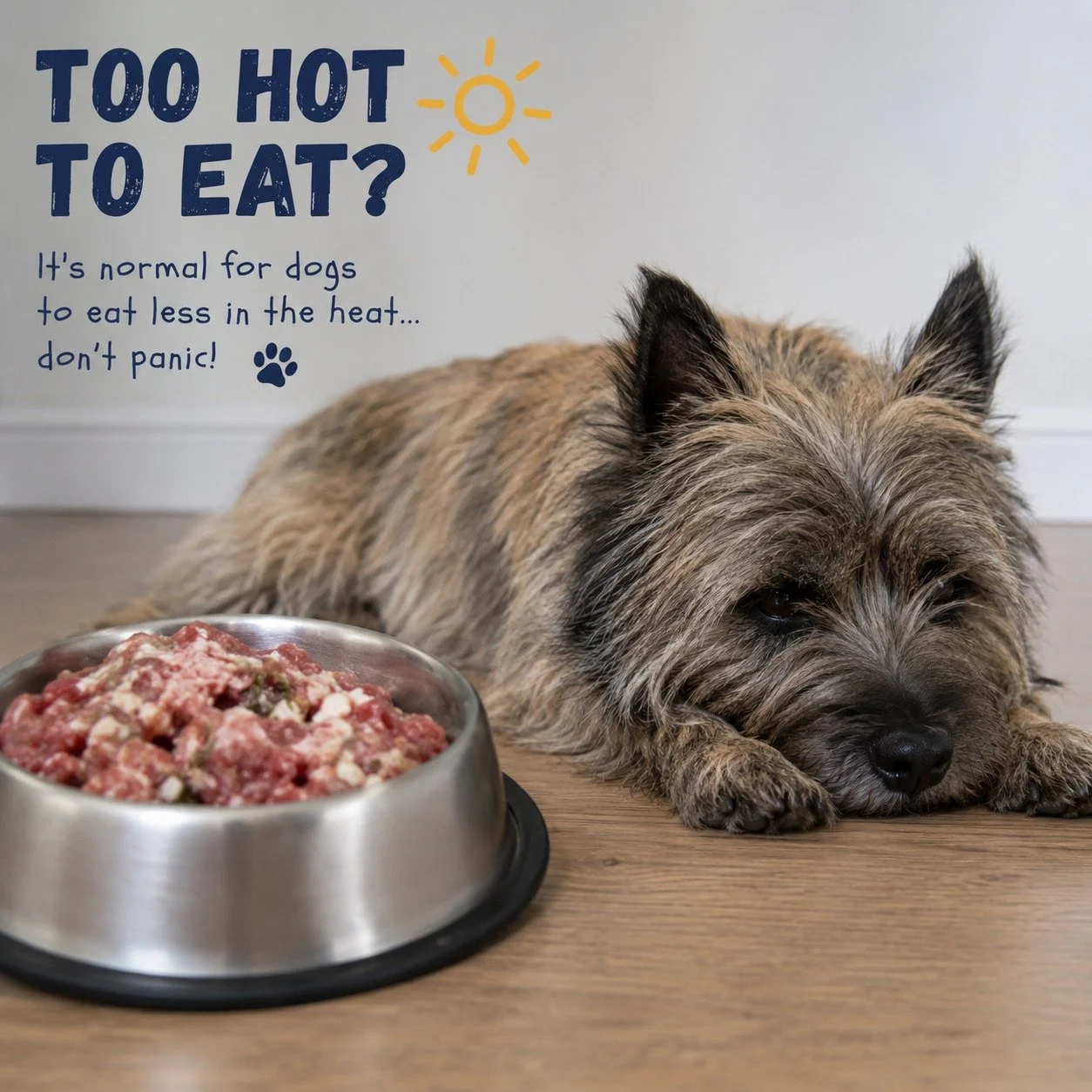 ☀️ Has the heat put your dog off their food?🐶

If your dog is eating less during hot weather, don't panic. It's perfectly normal for many healthy dogs to have a reduced appetite when temperatures rise. Just like us, they often don't feel like eating