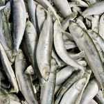🐟 Whole Sprats &ndash; A Small Fish with Big Benefits! 🐟

Looking for a simple, biologically appropriate addition to your dog's diet? Whole Sprats are packed with natural goodness and are a fantastic way to add variety to mealtimes.

Rich in natura