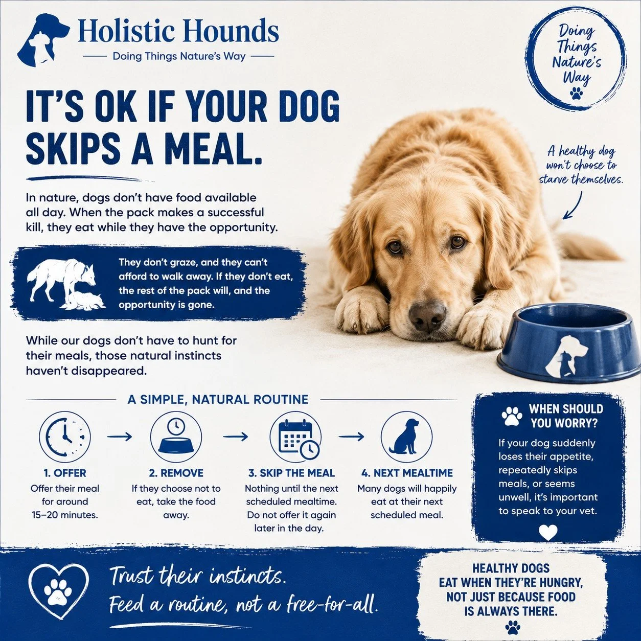 🍽️Don't panic if your dog skips a meal.

One of the biggest worries we hear is, *"My dog didn't eat their breakfast... should I leave it down or offer it again later?"*

In nature, dogs and their wild relatives don't have food available al