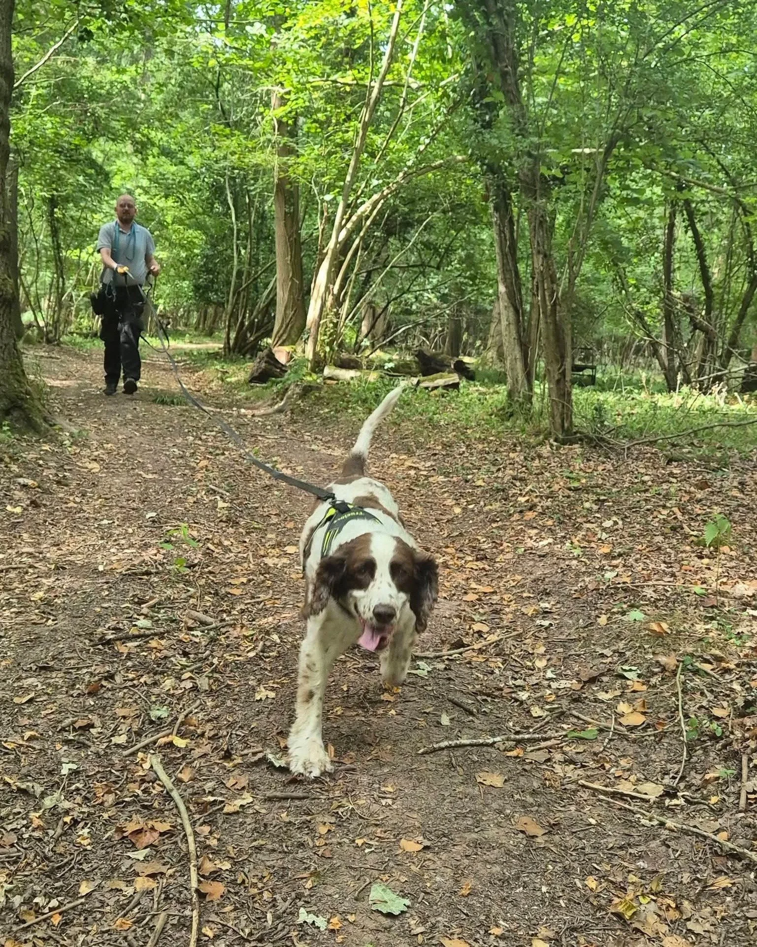 🌳 What a fantastic morning out mantrailing with Maddie's Mantrailing in some beautiful private woodland near Stourport!

It was our first session for a little while, as we'd had a few cancelled because of the heat, so it was great to get back out th