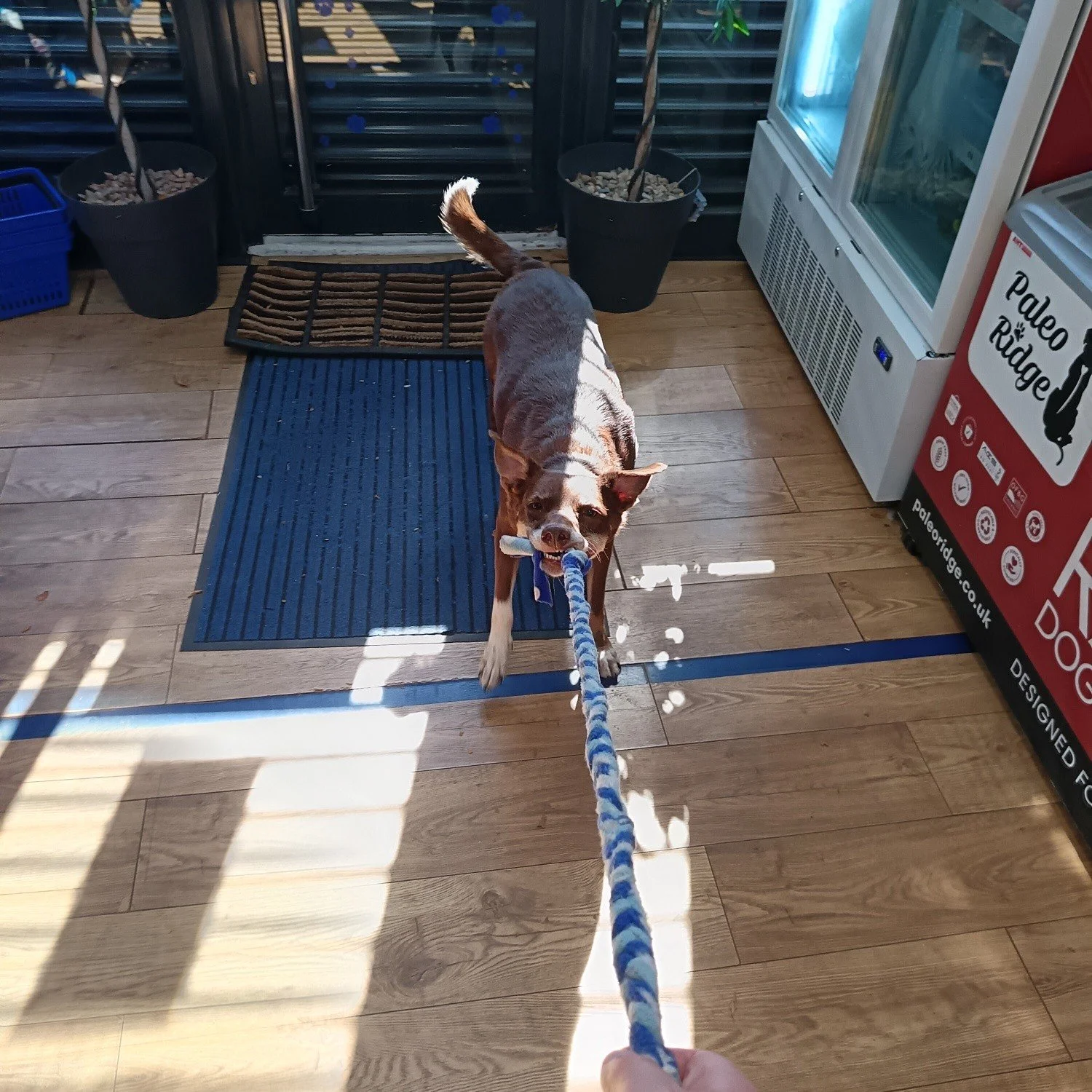 The cooler mornings mean playtime is back in between our morning walk and opening. Today was a tuggy day, one of Reva's favourite!