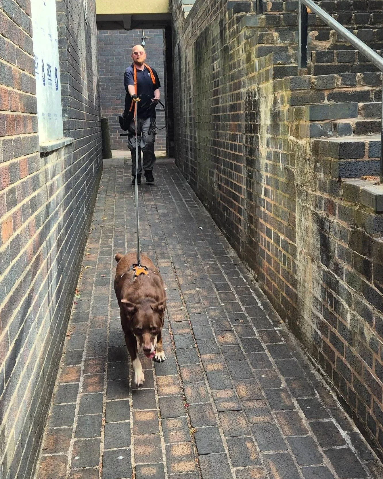 Yesterday morning was Mantrailing morning for George and Reva, and we headed to Birmingham University for a really interesting session with  Maddie&rsquo;s Mantrailing 🐾👃

Both dogs were a little distracted during their warm-up trails, but they rea