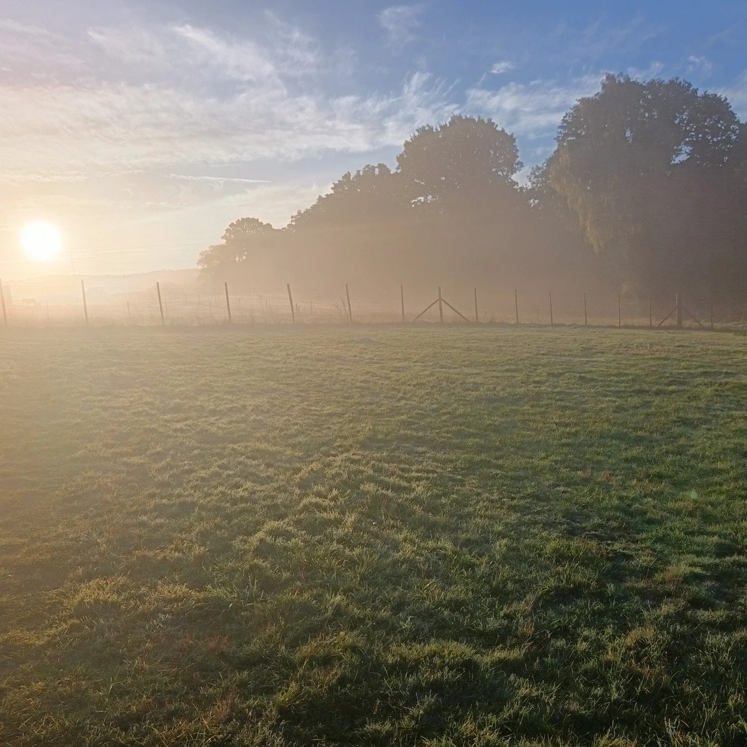 Beautiful morning to be out with the dogs 🌞