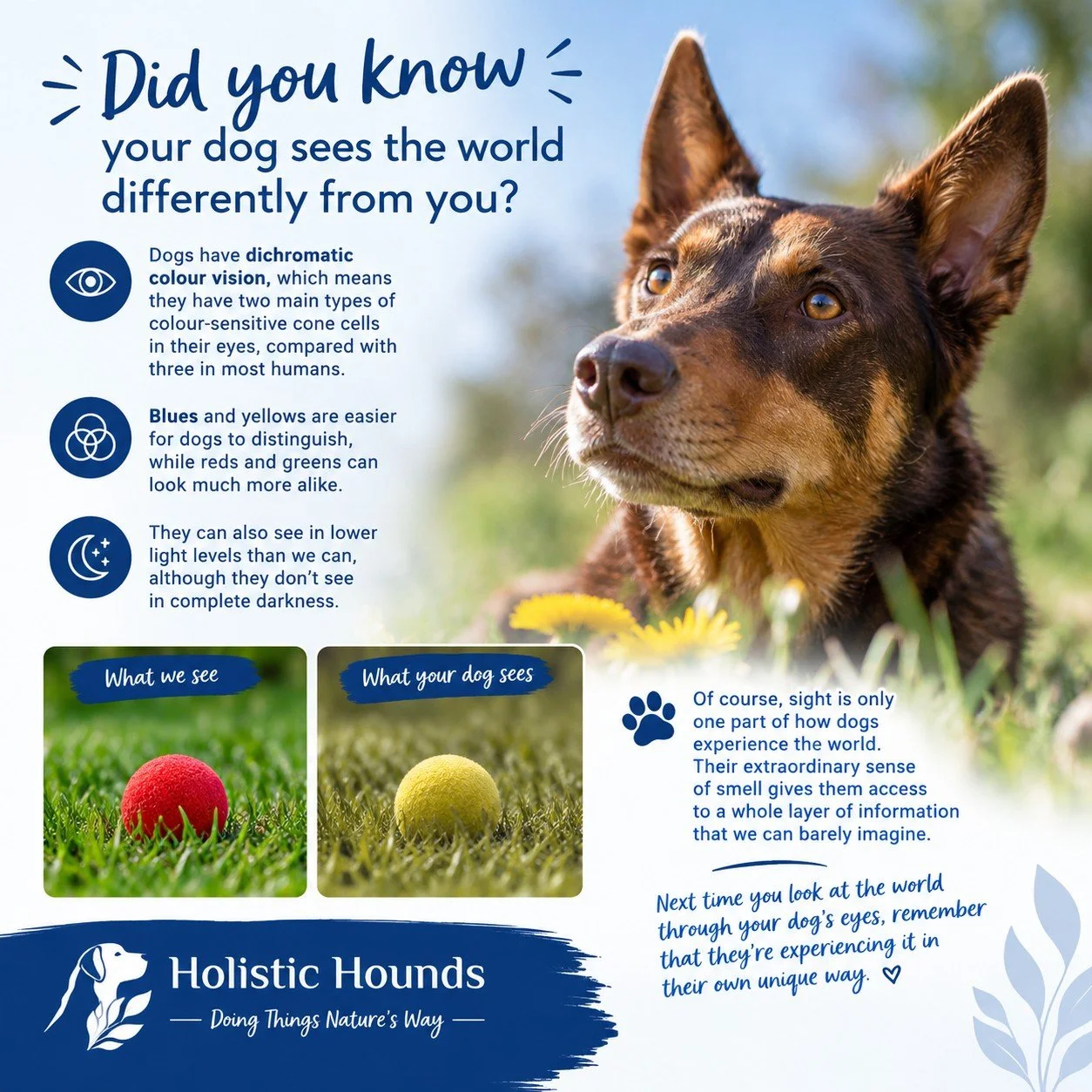 👀🐾 Did you know your dog sees the world differently from you?

We tend to assume our dogs see the same colourful world we do, but their vision is quite different from ours!

🌈 Dogs have dichromatic colour vision, which means they have two main typ