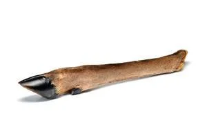 🦌 Looking for a long-lasting, natural chew for your dog? 🐾

🌿 Our Deer Legs are a great option for dogs who enjoy a more substantial chewing experience.

🦴 A natural chew with plenty of texture, providing an opportunity for dogs to enjoy one of t
