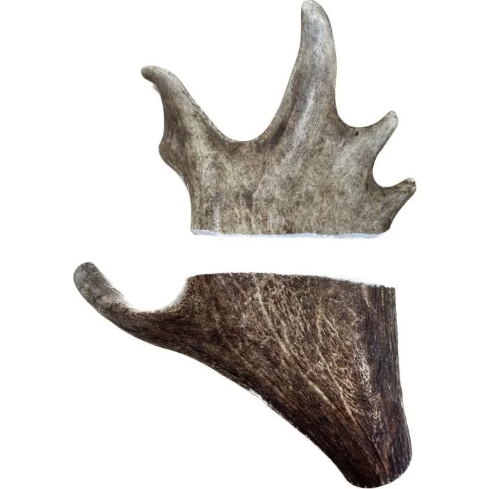 akela_large_fallow_deer_antler_-_18cm.jpg