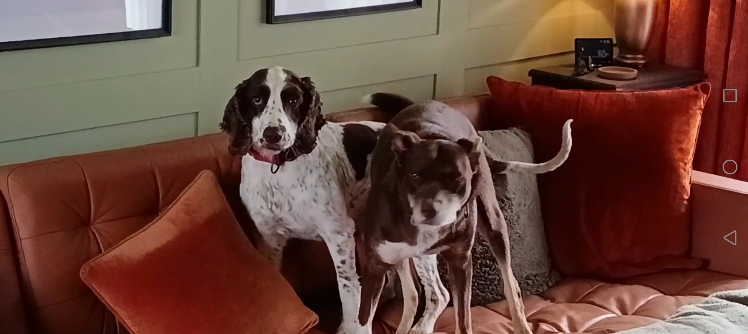 Two dogs sitting on a brown couch in a living room with green-paneled walls and a side table with a lamp and a picture frame in the background.
