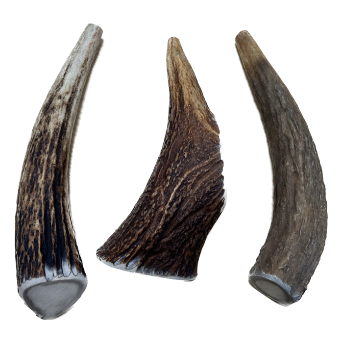 xl_elk_antlers_-_20cm.png