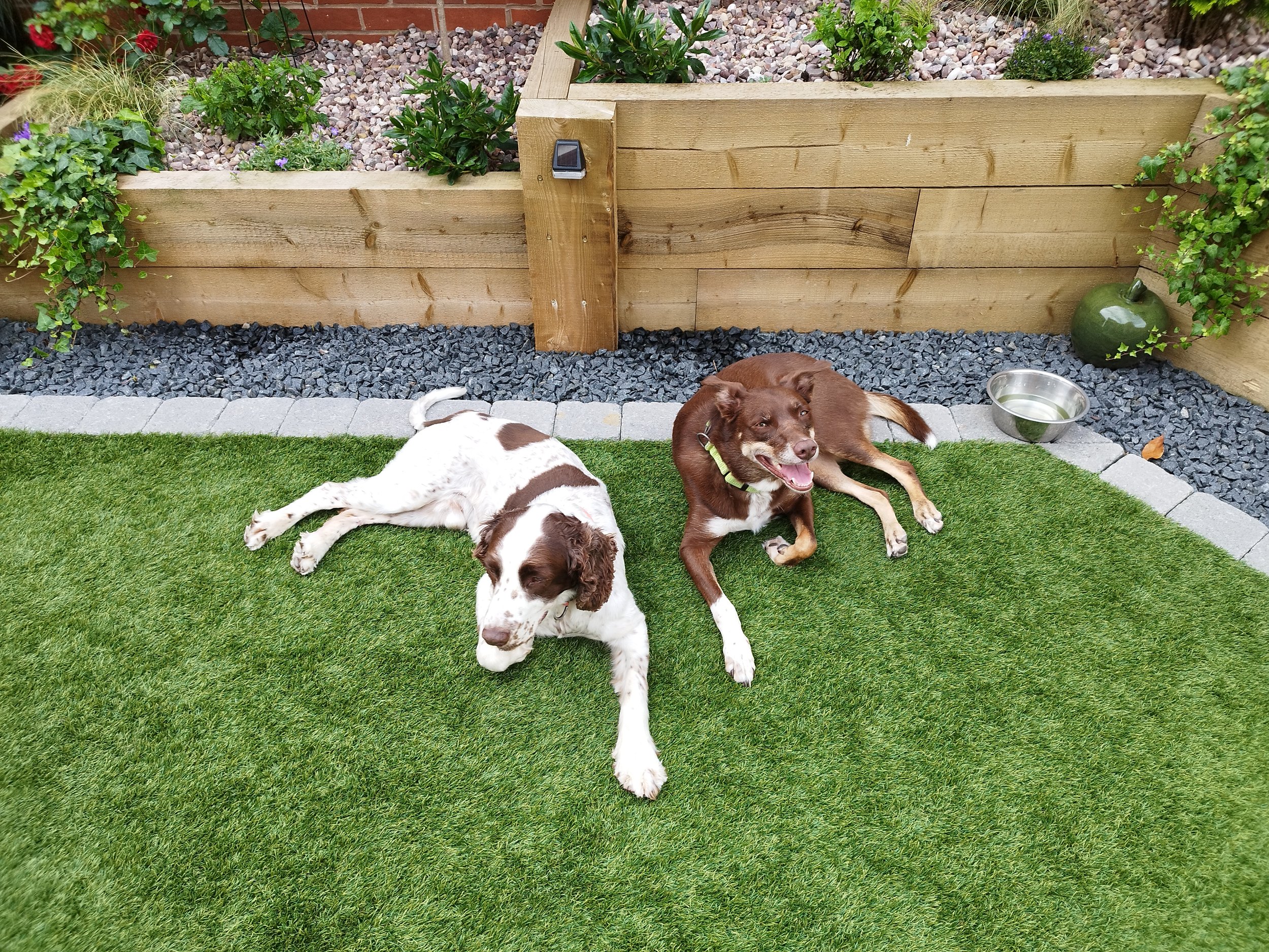Two dogs lying on grass in a backyard with a wooden garden bed, plants, and a green plant. One dog is white and brown, the other is brown and white, both looking happy.