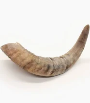 lambshorn.png