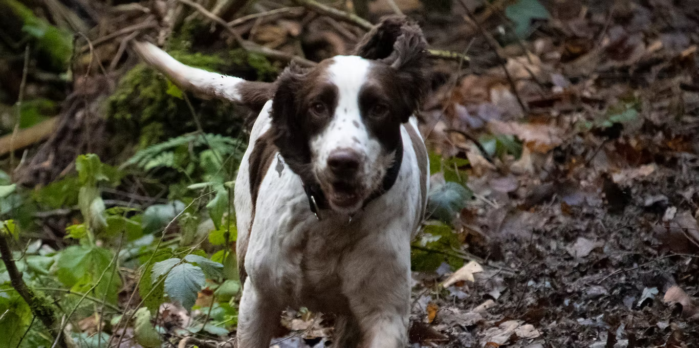 holistic Hounds. Natural Pet Products, Healthy Spaniel