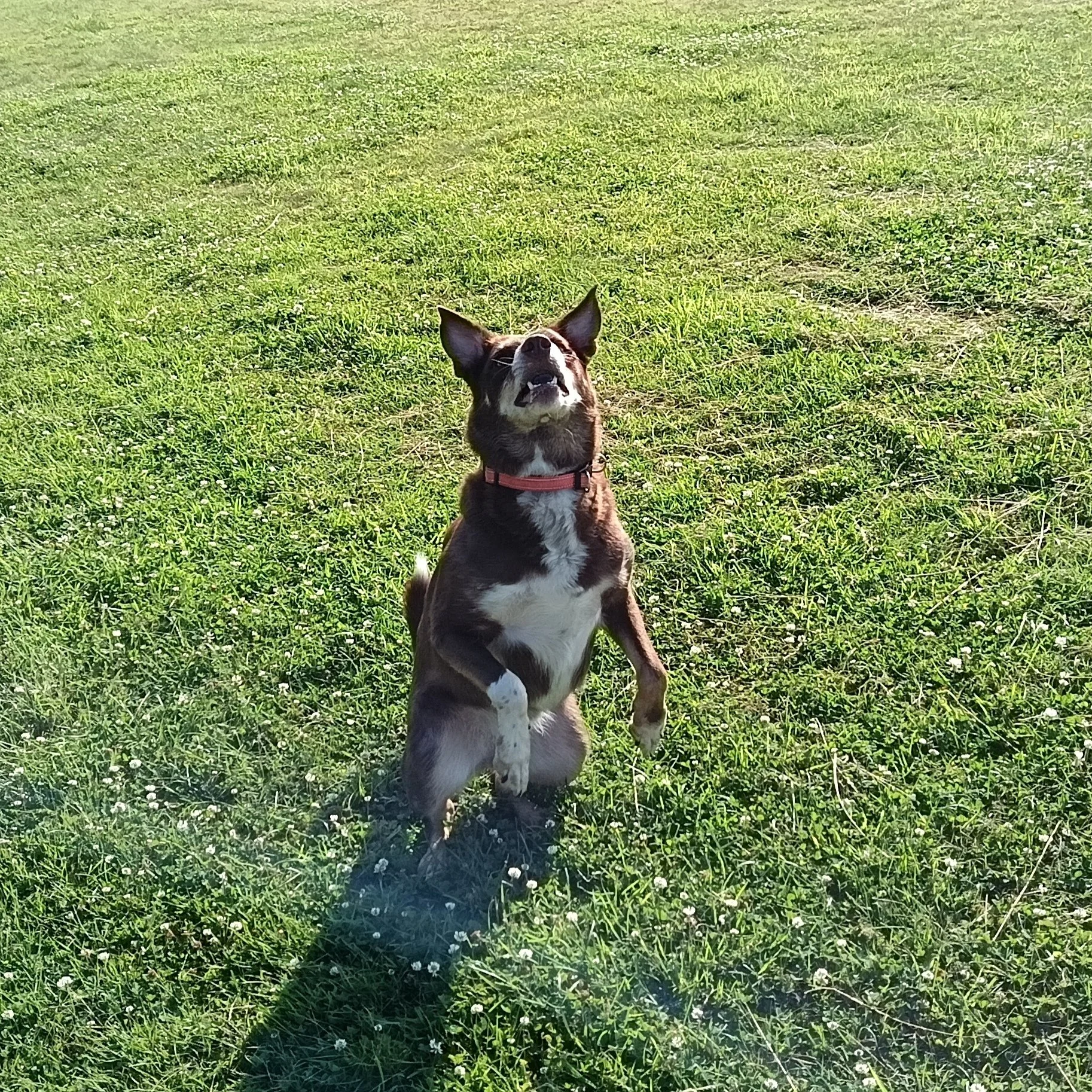 A dog standing in a grassy field looking upward with sunlight illuminating its face.