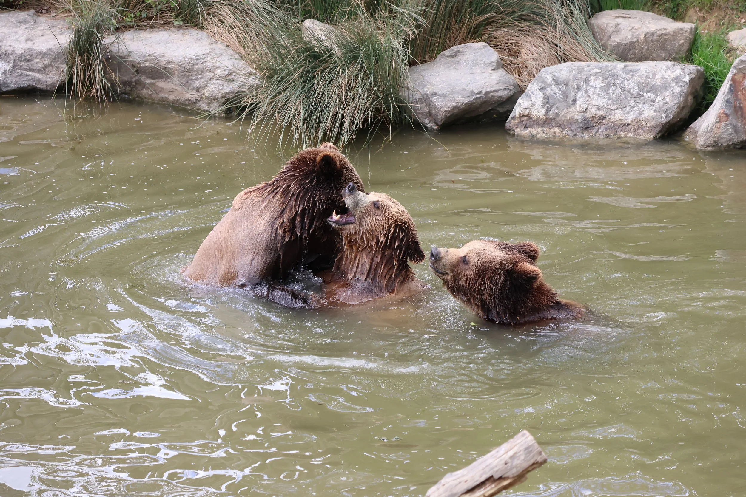 Goldiluck and the Three Bears