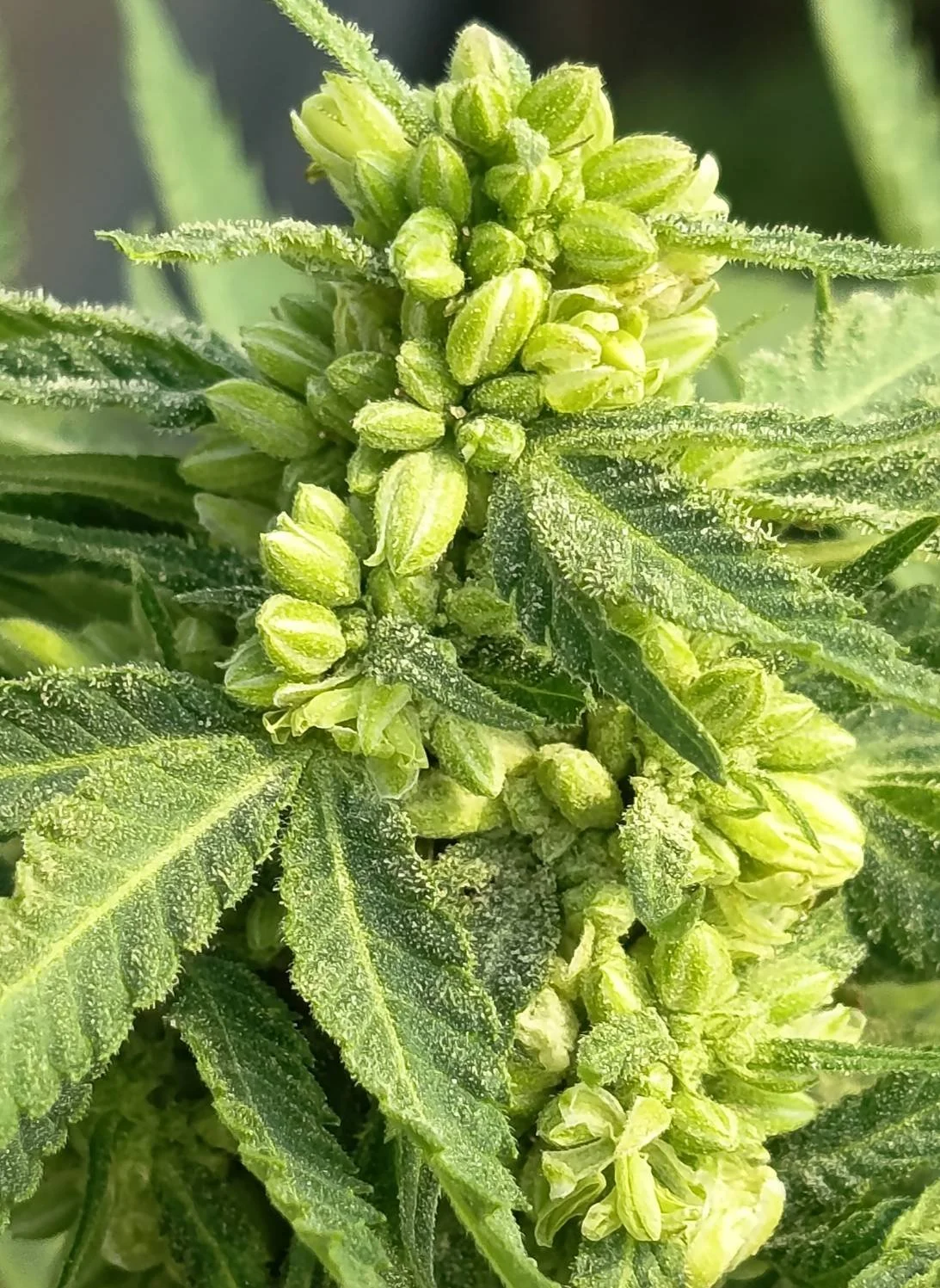 Propagation