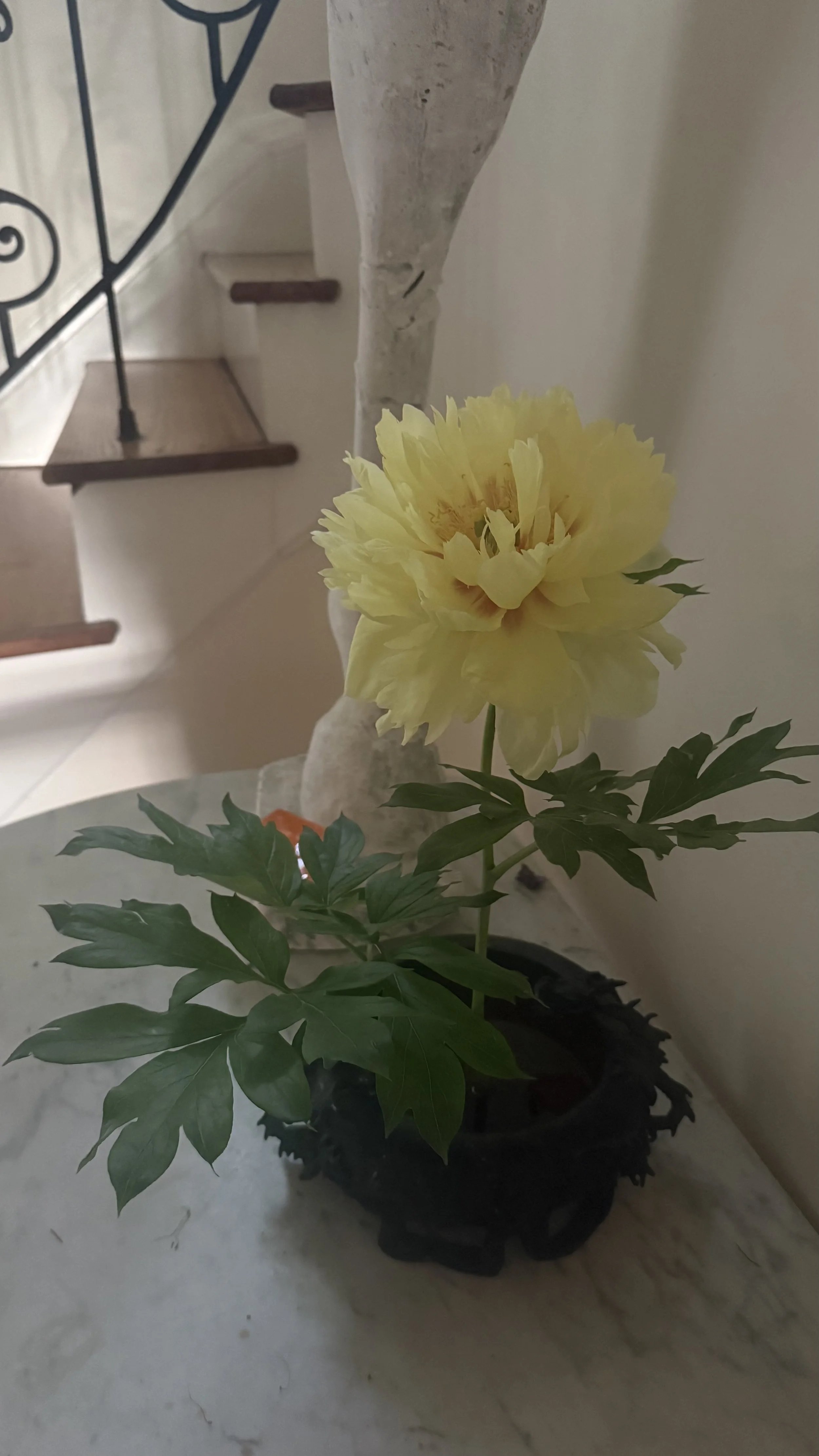 IMG_8597.jpeg