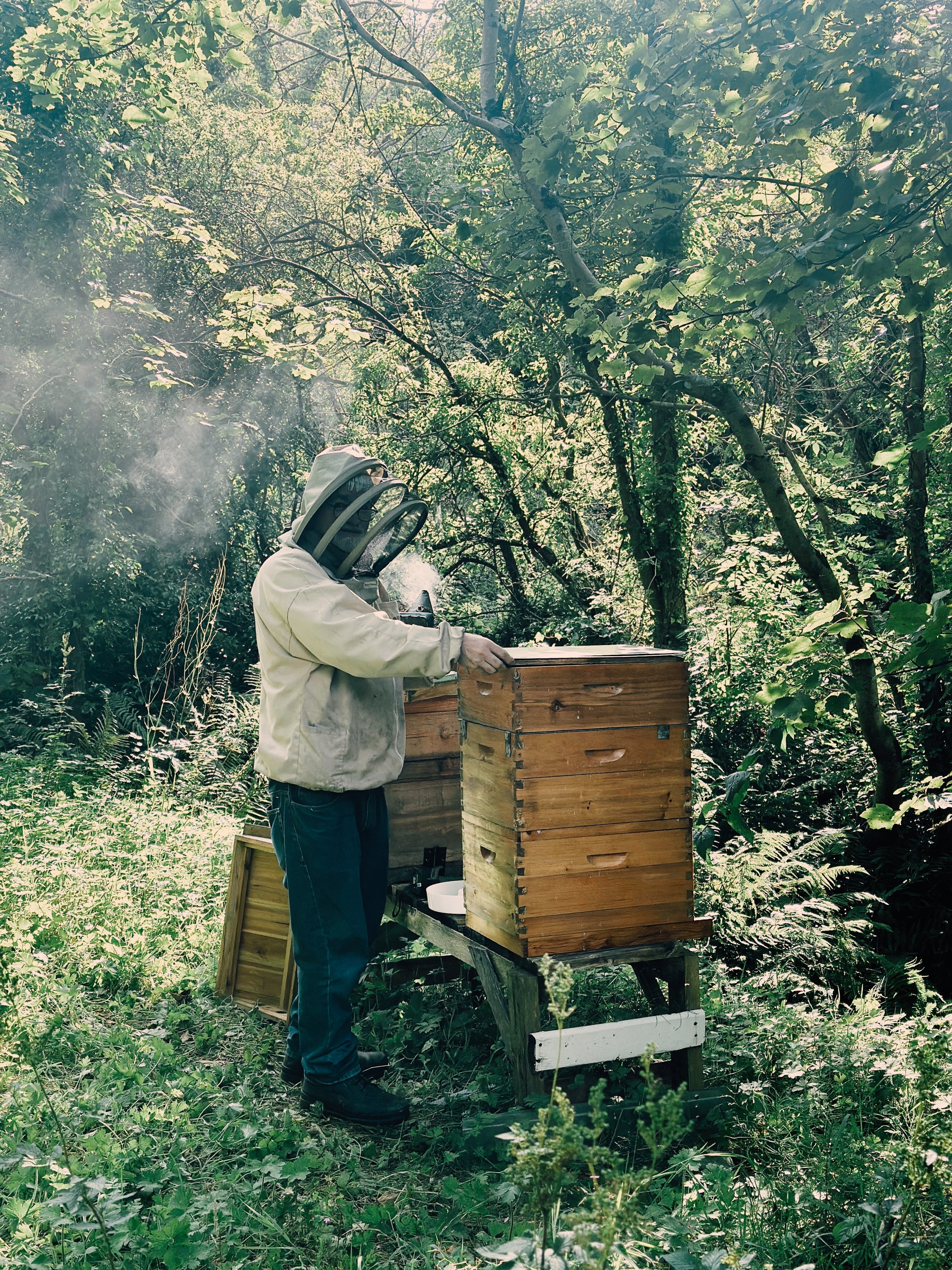 A person wearing a beekeeping suit is tending a beehive in a green forest.
