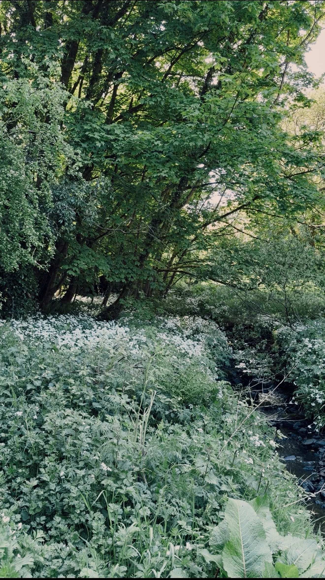 Lush green trees with dense foliage near a small stream, surrounded by various plants and foliage.