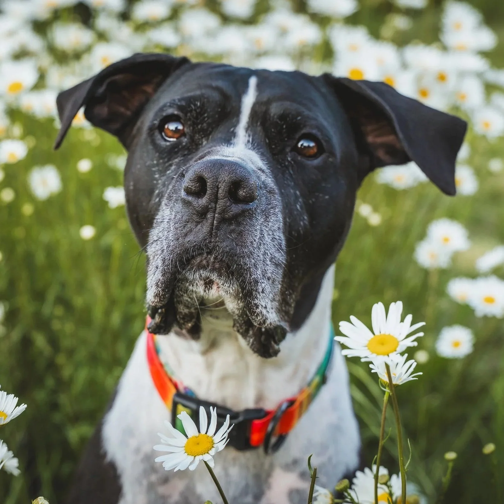 Close-up of a black and white dog with brown eyes, wearing a colorful collar and harness, surrounded by white daisies in a green outdoor setting.