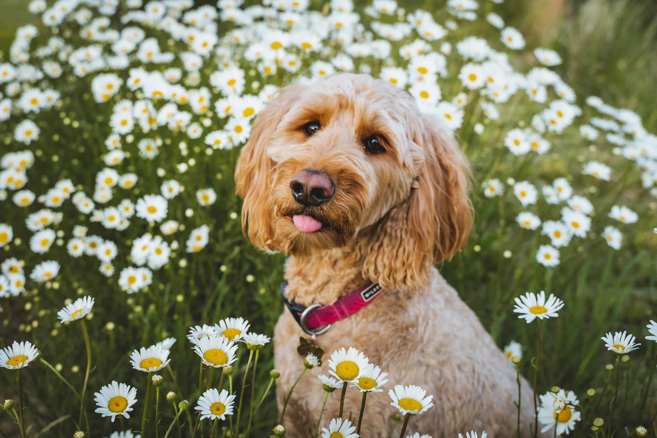 A tan, curly-haired dog with a pink collar sitting among white daisies with yellow centers in a green field.