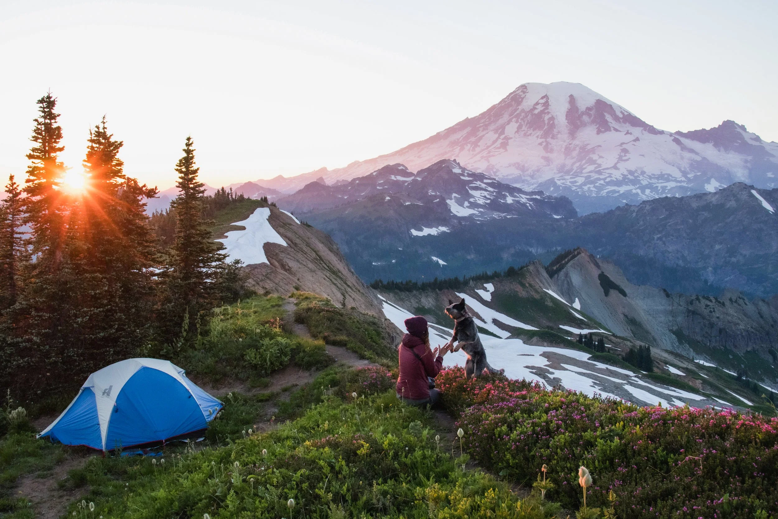 A mountain landscape at sunset with snow-capped peaks, green slopes, and evergreen trees. A person is interacting with a dog on a trail, near a blue tent and colorful wildflowers in the foreground.